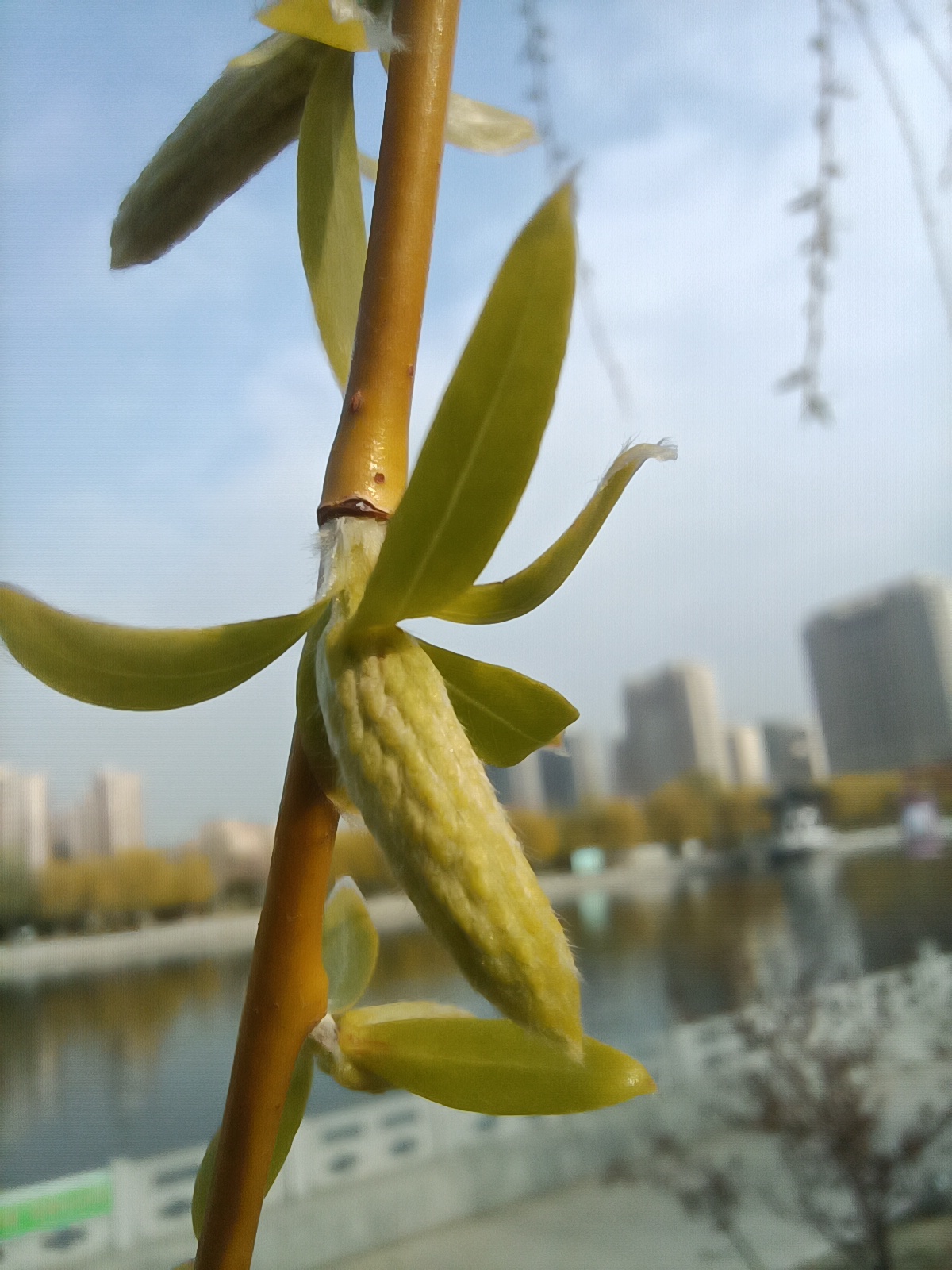 春暖花开正当时，丰县河滨公园成了很多丰县人的休闲胜地