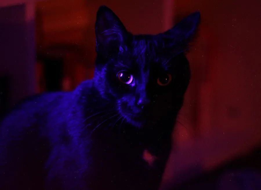 猫狗的世界是黑白的么,猫狗看到的世界是什么颜色的