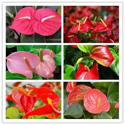 史上最全的花卉介绍，认识超过30种以上绝对是大神