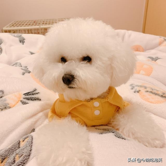 狗狗怀孕了如何判断狗狗要下崽了,狗狗怀孕的5大症状该怎么照顾