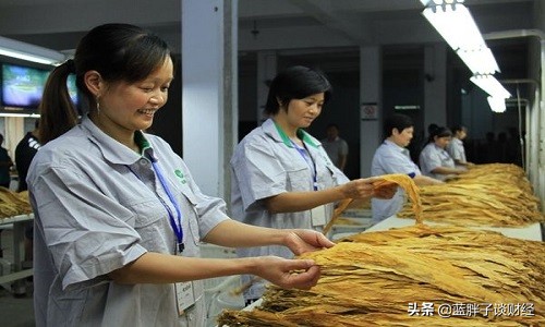 烟厂待遇真的很好吗,烟草公司