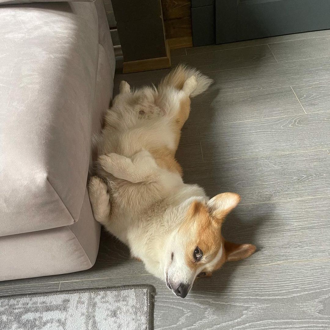 这5种狗你都敢养,建议新手便宜养的10种狗