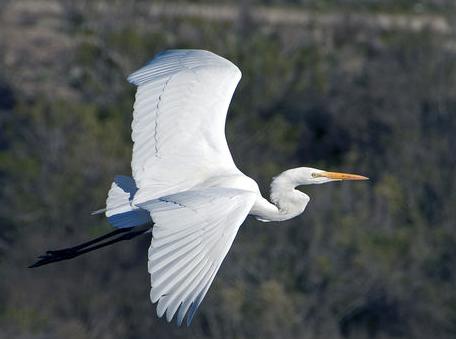 四川野生保护动物种类大全,野鸡野生动物保护