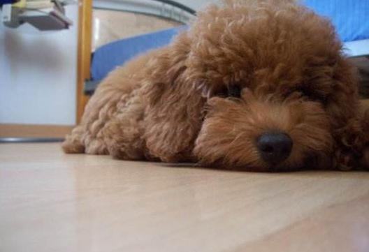 贵宾犬是禁区吗,养贵宾犬注意事项