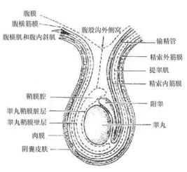 趣闻冷知识奇闻异事,关于蛋蛋的冷知识