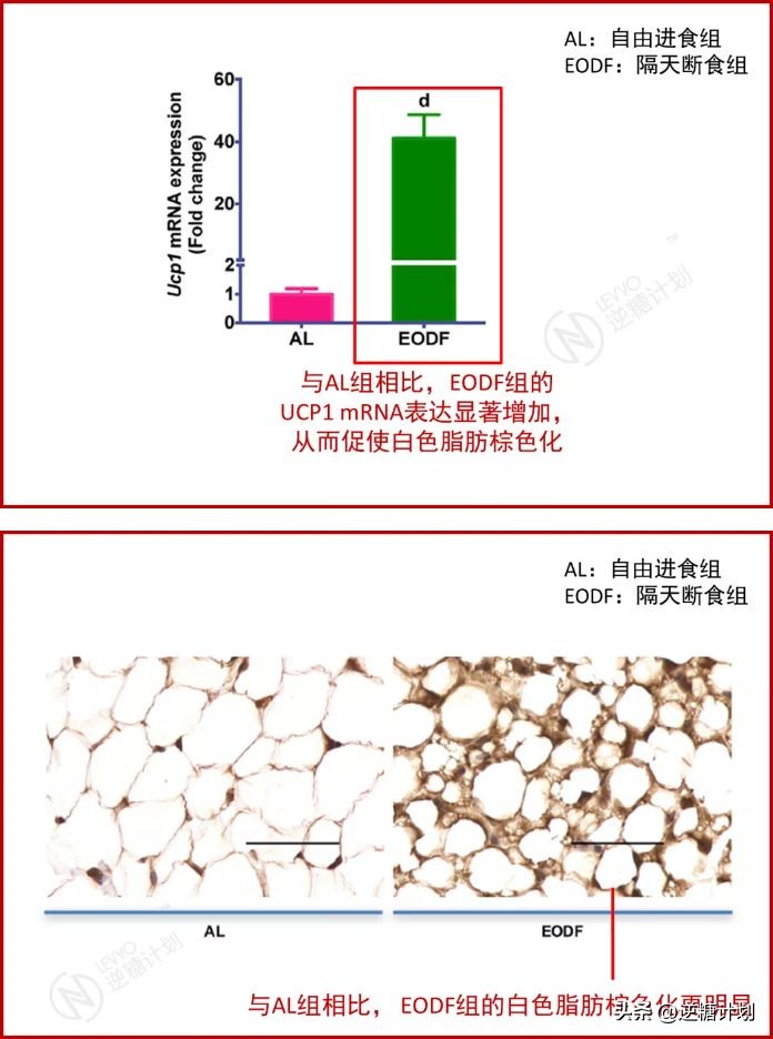 怎样做轻断食瘦得快,如何轻断食比较健康
