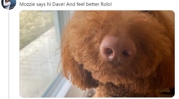 狗狗的尾巴下垂是不开心吗,狗狗尾巴尖下垂