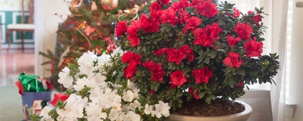 杜鹃花都蔫了怎么修剪才能更旺盛,杜鹃花喜欢什么肥料开得旺盛好养