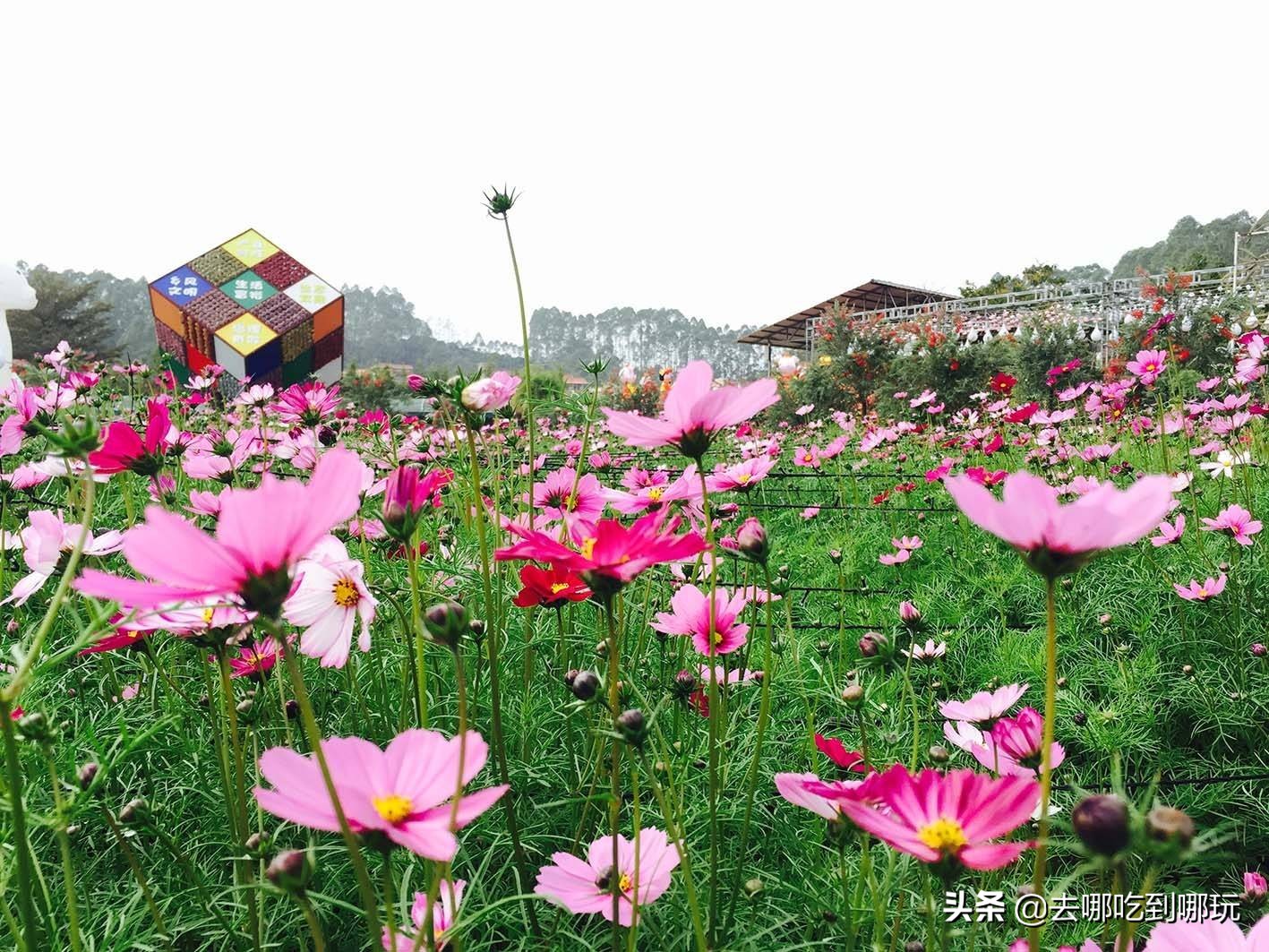 最新元旦增城大埔围花海门票,增城大埔围花海樱花节门票