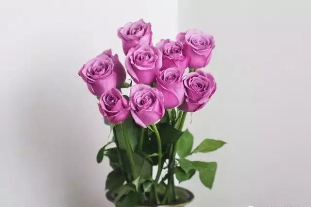 给大家介绍一下玫瑰品种,玫瑰的品种及特点介绍