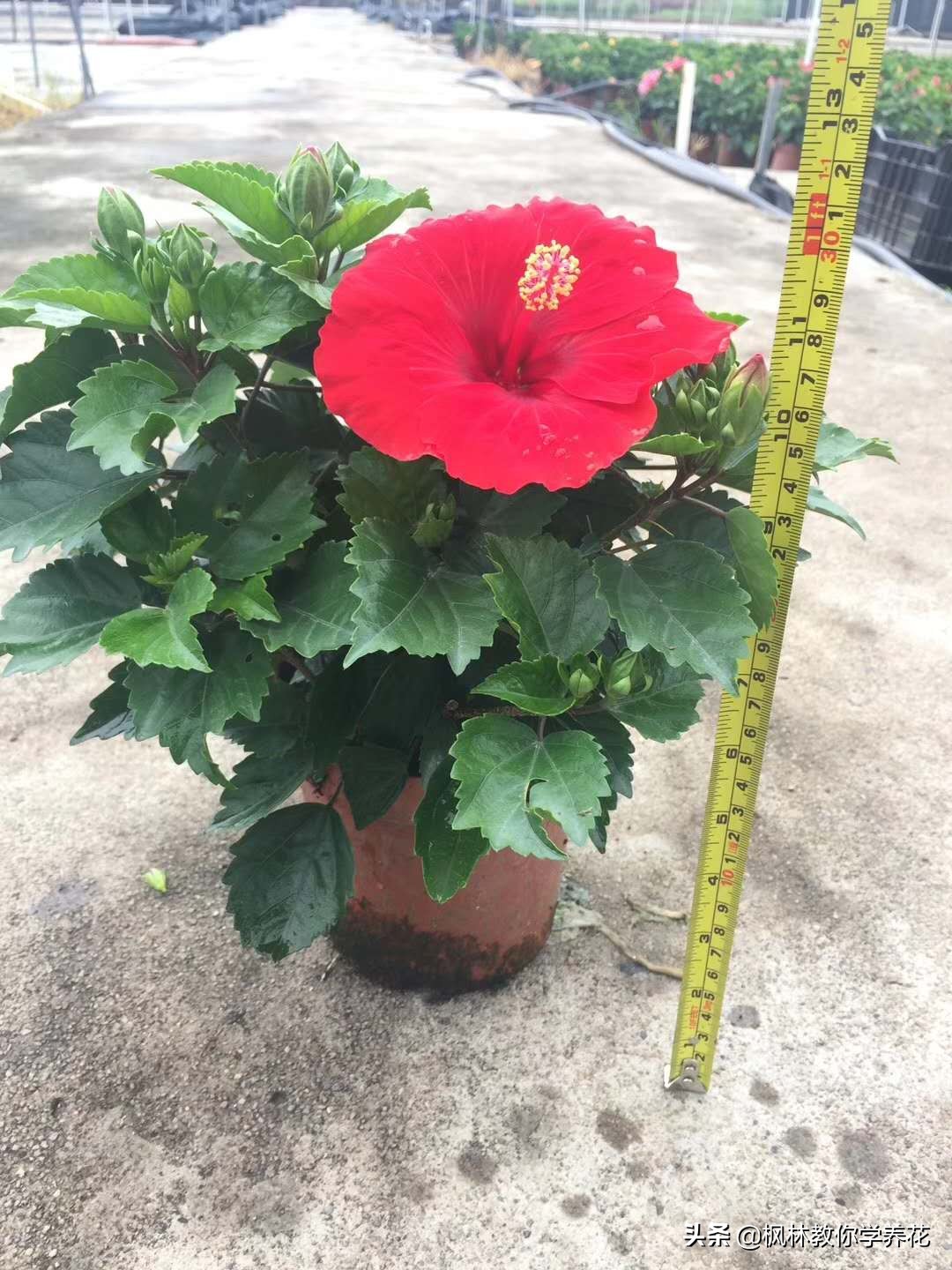 扶桑花的养护方法,收到的扶桑花蔫了如何养护