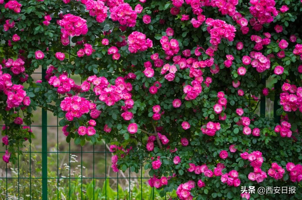 西安市有哪些公园免费开放,西安免费儿童玩的公园