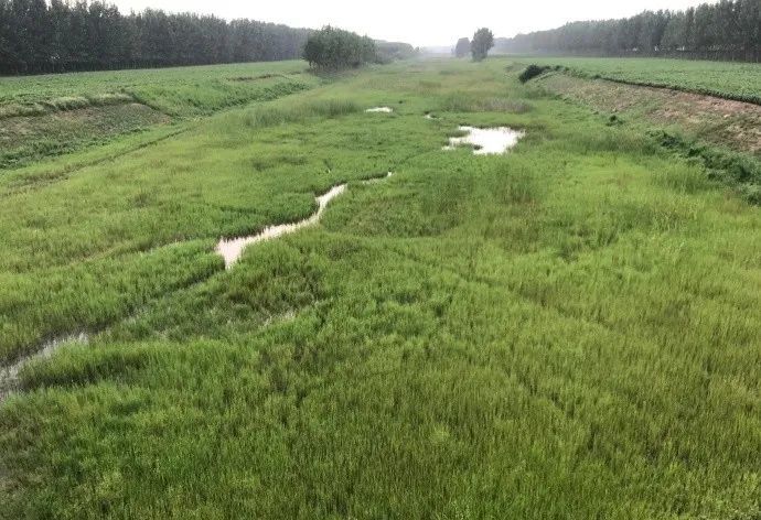 漯河市的母亲河,临颍县颍河为啥没水