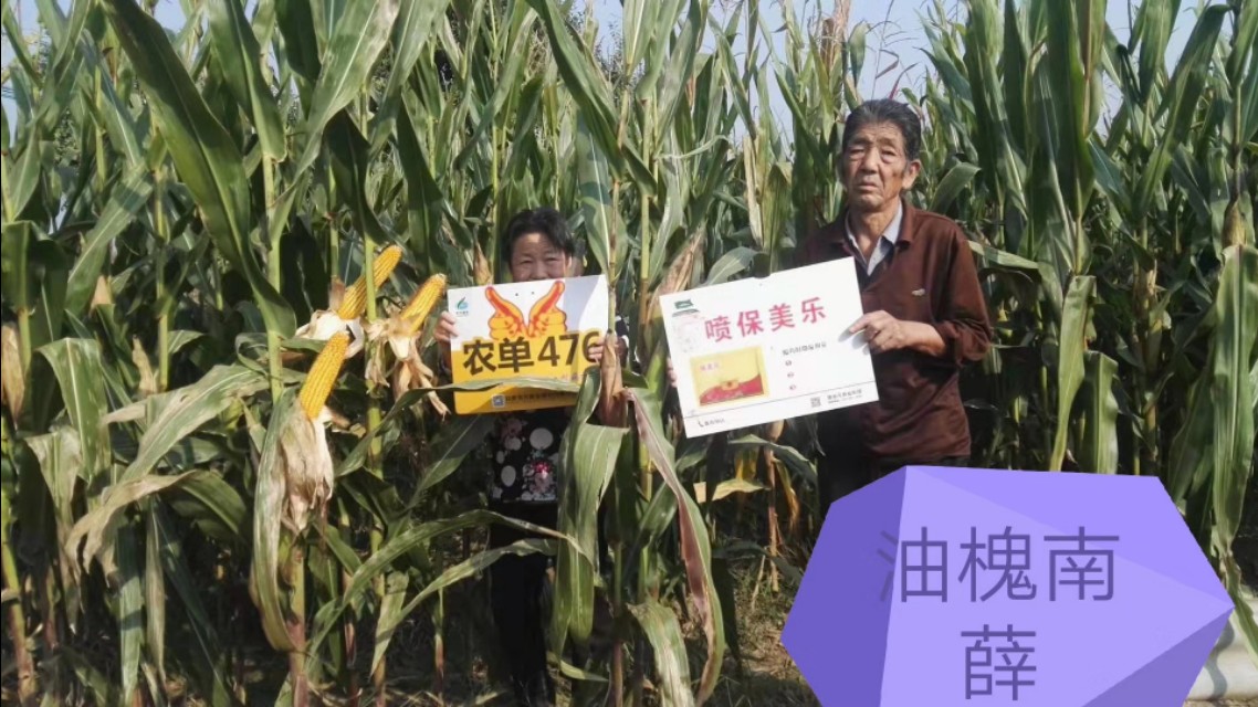 农大683玉米高产抗倒伏,农单113种子抗倒伏