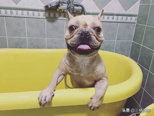 养宠经验分享哈士奇狗狗掉毛,养宠经验分享幼狗狗感冒了怎么办