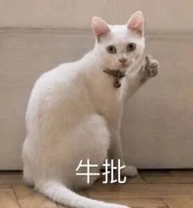 猫是一种液体吗看完长知识了,猫是液体猫咪吗
