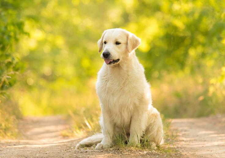 狗大便带血什么原因,狗尿中带血怎么回事