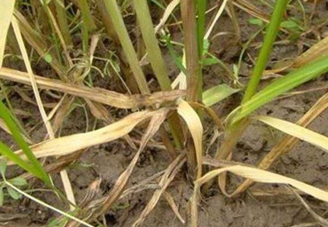 小麦一片一片发黄是不是病怎么治,天气小麦发黄怎么办