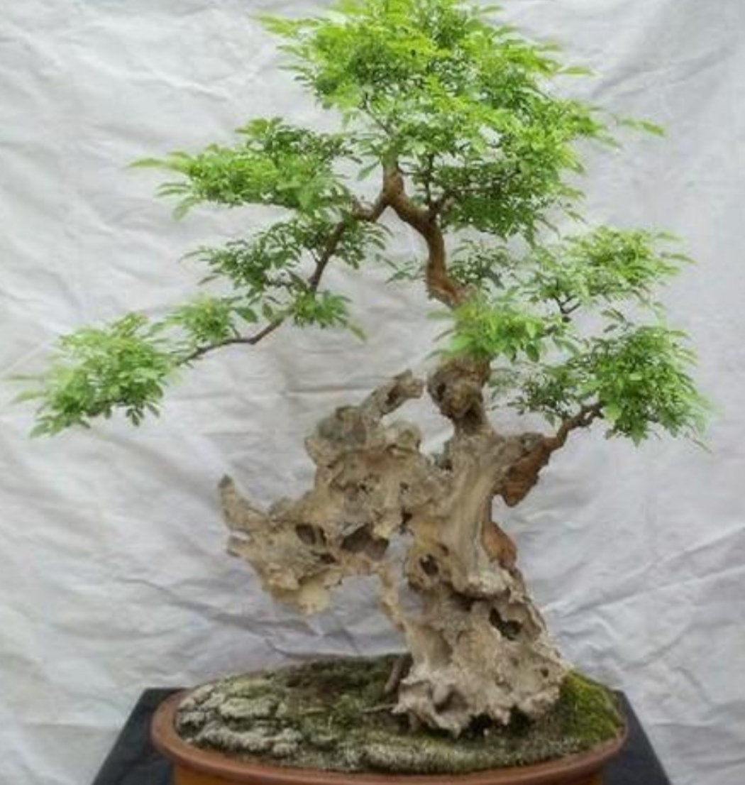 黄荆丛林树桩盆景要怎么修剪,黄荆树桩盆景开挖时间