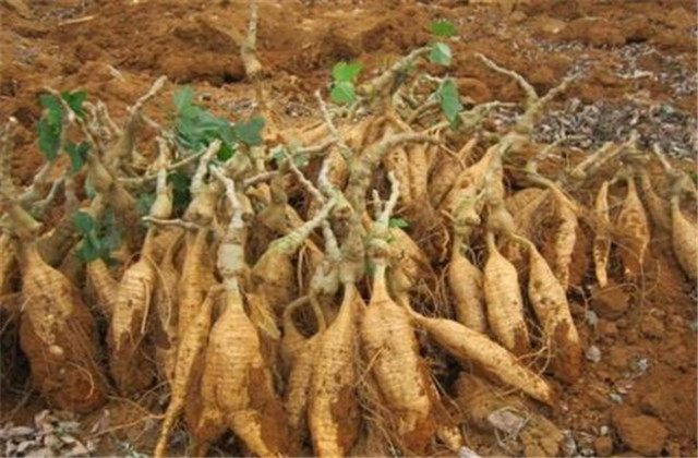 粉葛高产高品质种植选根技术,如何种植粉葛高质高产