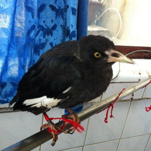 鹦鹉散养注意事项大全,怎么在家中放鹦鹉笼养鸟