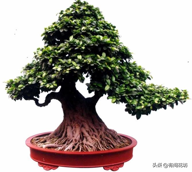 金钱榕树叶子发黄脱落是什么原因,吸水石上的榕树叶子发黄怎么办