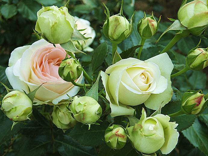 是爬藤月季好养还是矮桩月季好养,最合适种在楼顶的月季