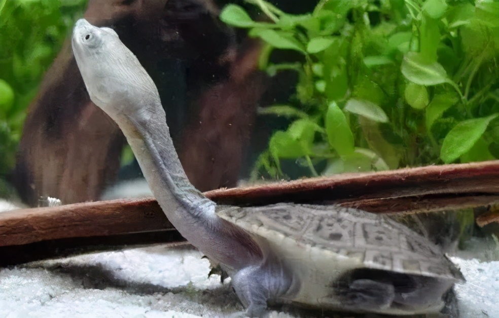 龟类纪录片,龟类图片