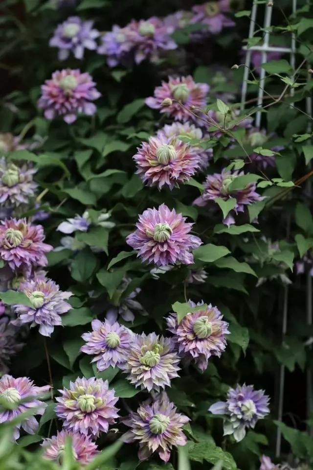 5种花随便养都能活,5种花叶子不能喷水一喷就全烂了