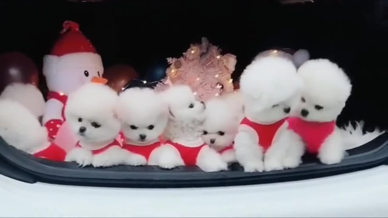 茶杯犬多少一只,茶杯图片分享