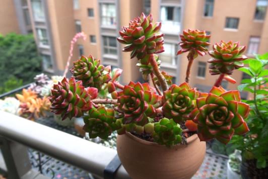 光照不够怎么养肉肉,光照不足能养兰花吗怎么养