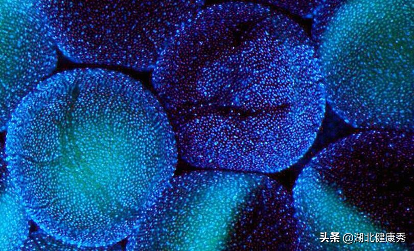 试管婴儿促排卵，只要跨过这3道坎，算是成功了一半