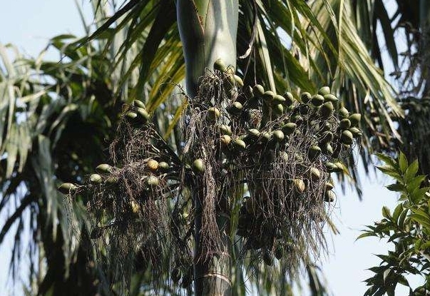 槟榔枳壳的作用和功效,槟榔大腹皮功效