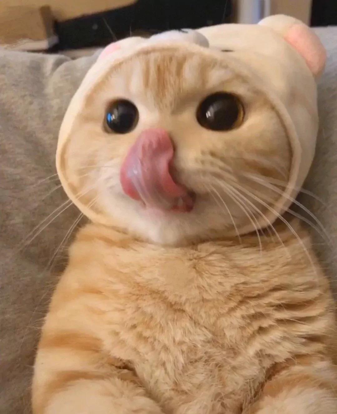 宠物医生告诉你,宠物医生说猫咪好像得了猫传腹