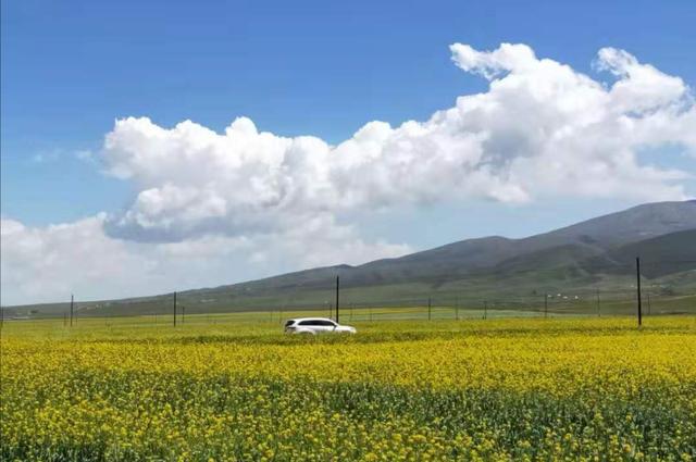 青甘大环线高反,旅游青甘大环线