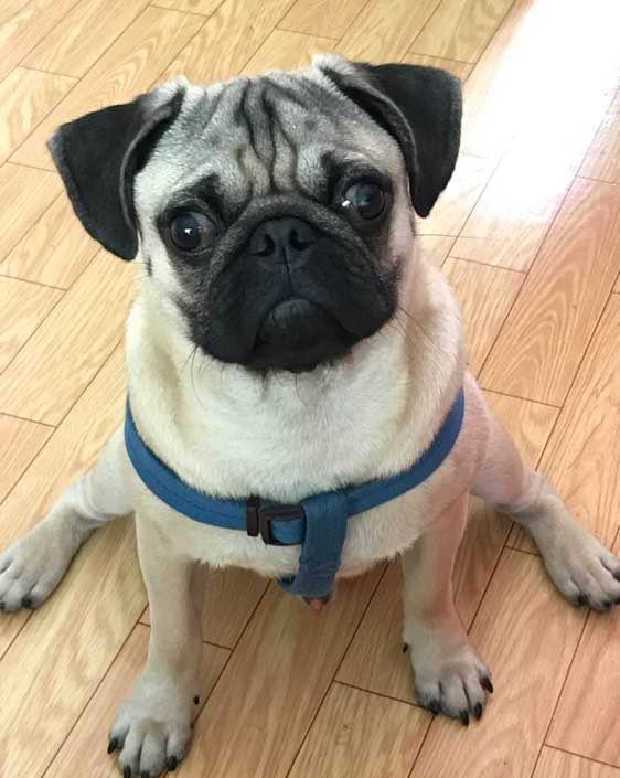 巴哥犬训练装死视频,巴哥犬怎么训练教程