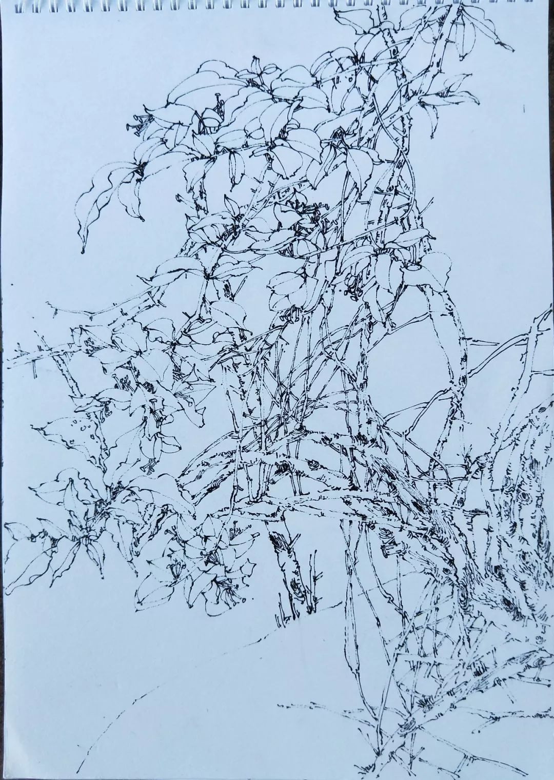 袁金奎老师国画作品欣赏,袁金奎写意花鸟画作品