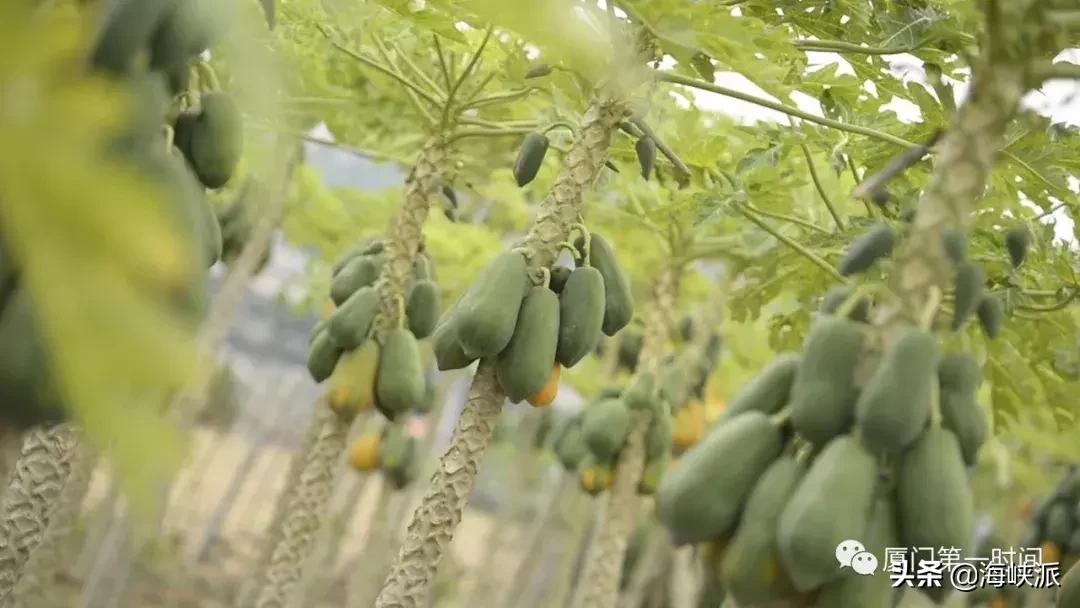 福建人喜欢吃芭乐,福建人喜欢吃芭乐吗为什么