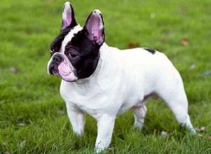 法国斗牛犬品相排名,法国斗牛犬的标准体型是什么