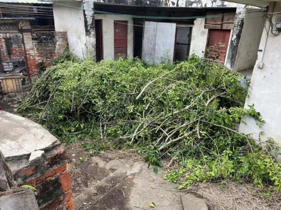 大树存在安全隐患的调查情况,屋后大树有安全隐患可以找119吗