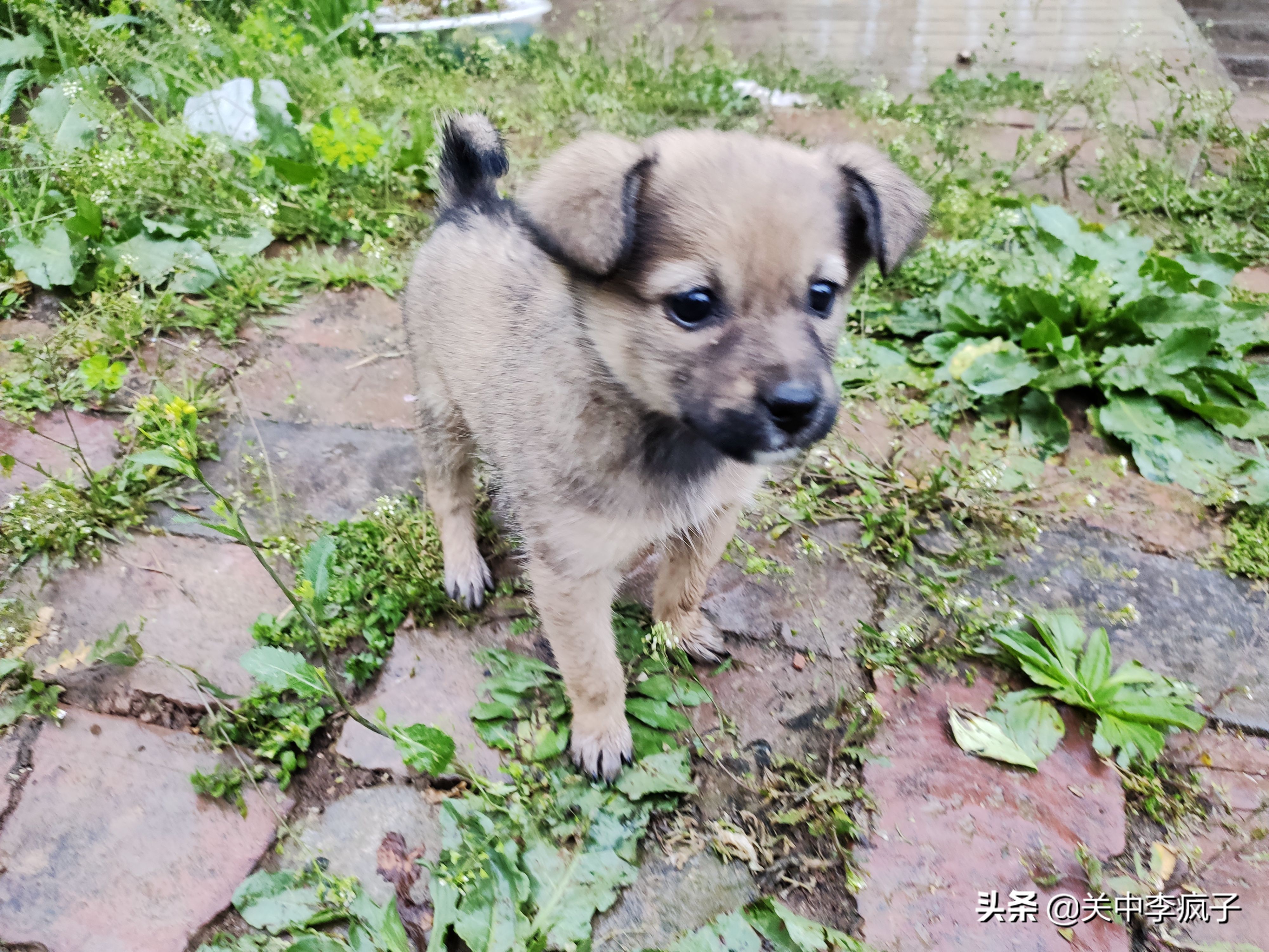 春天来了，这只叫青皮的旺财也来了