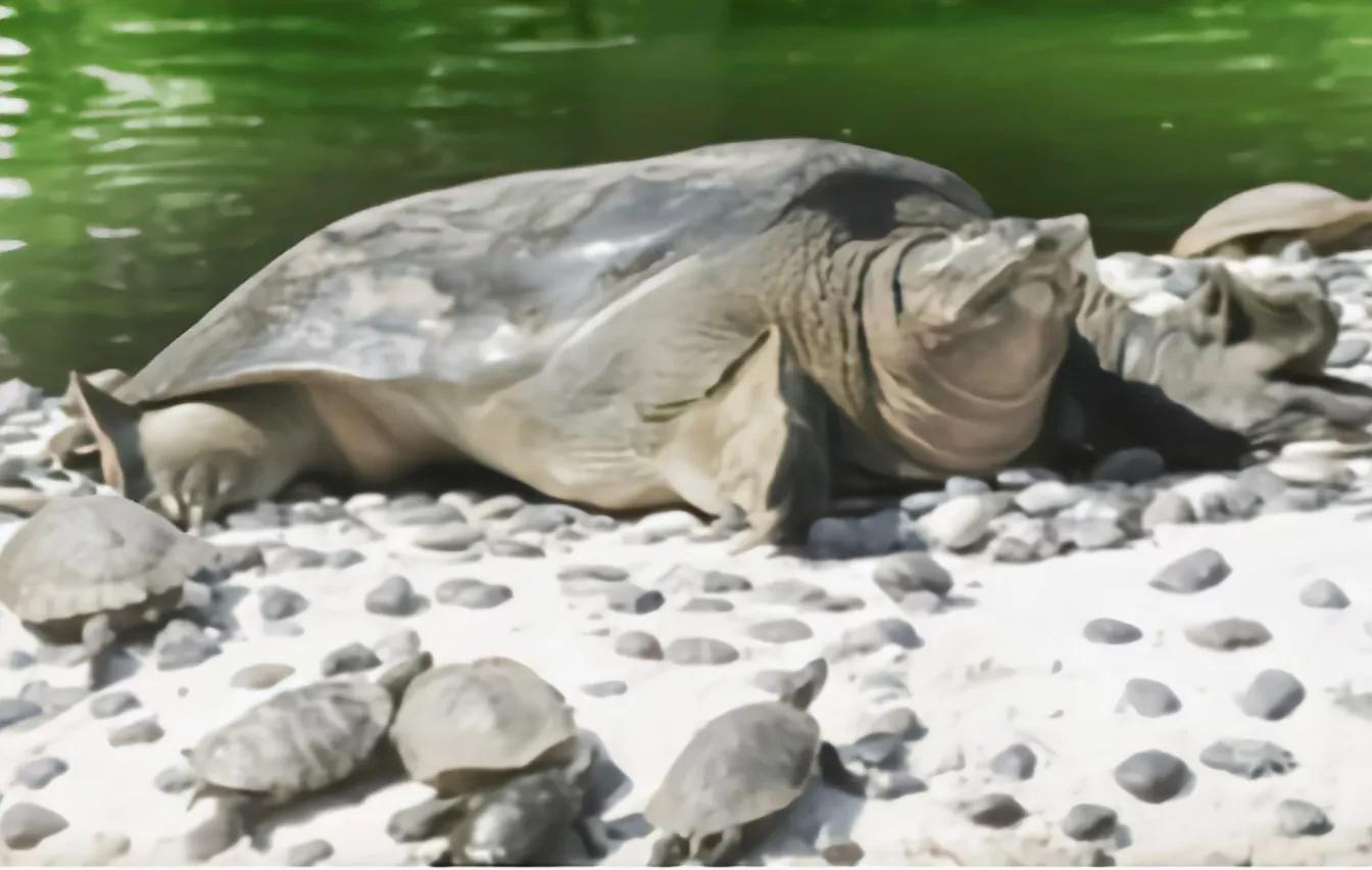 1965年的黄河巨龟到底长什么样,1965年黄河巨龟事件的视频