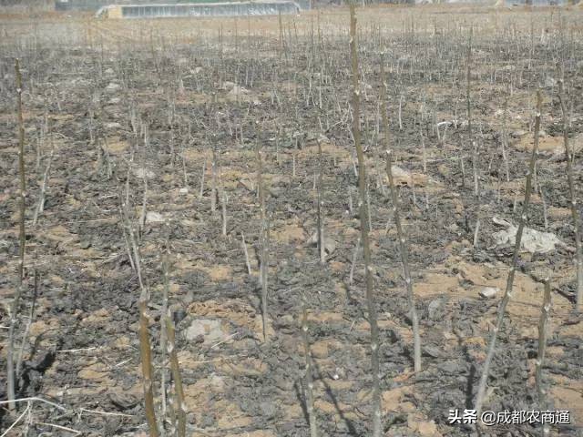 核桃苗怎么栽培,核桃苗栽培