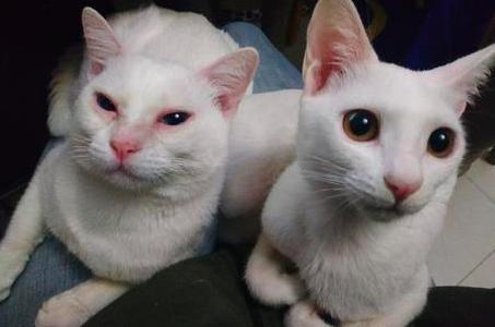 猫咪经常流泪是什么原因引起的？常见的猫咪眼部疾病有哪些？