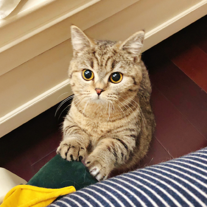 田园猫常见的8个品种,田园猫最厉害的是什么猫