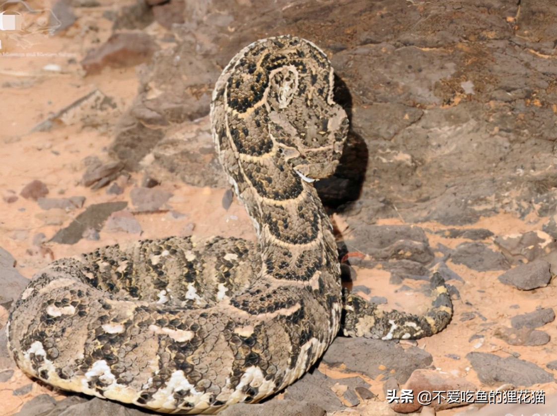 要不是因为强大的繁殖和适应能力,也许它会被天敌吃成濒危动物