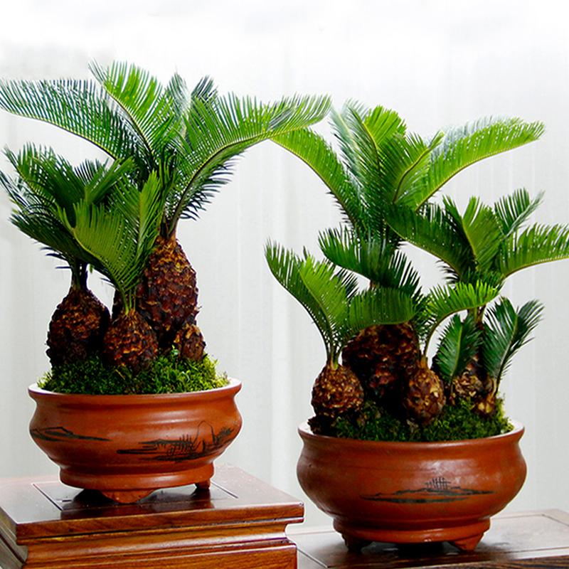 苏铁叶子特点,苏铁叶绿色怎么养