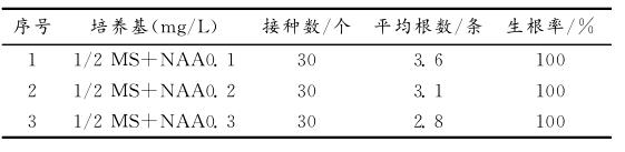 七彩球菊花是怎么培育的,满天星菊花怎么种植