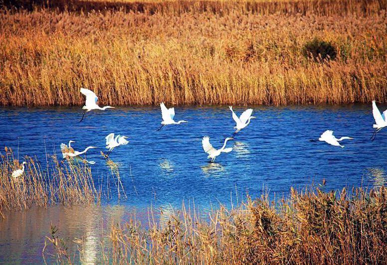 黄河诗七首,《黄河》诗