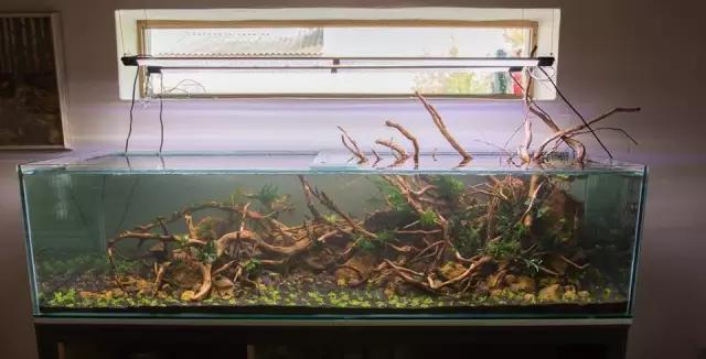 本色水景水草造景培训,本色水景水草培训